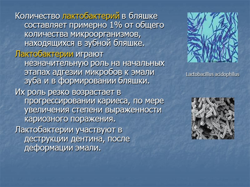 Количество лактобактерий в бляшке составляет примерно 1% от общего количества микроорганизмов, находящихся в зубной